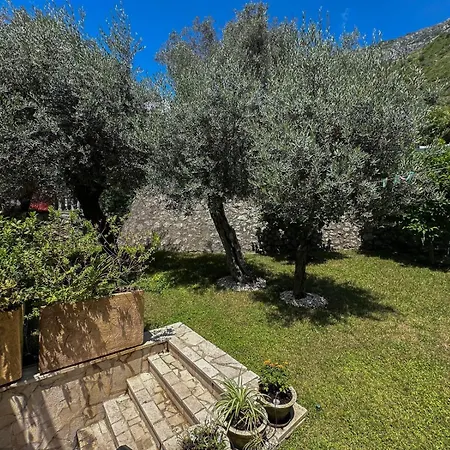 Olive Rezevici Affittacamere *